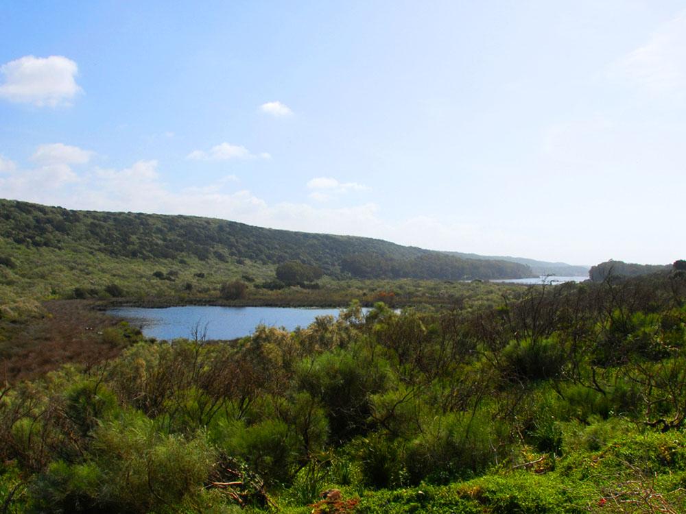 Peaceful green valley with a small lake, shrubs, and rolling hills under a blue sky with clouds; calm natural mood.